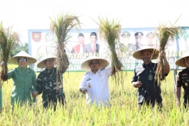 Permudah Masyarakat Penuhi Kebutuhan Pokok, PJ Bupati Bantaeng Hadiri Panen Raya Padi